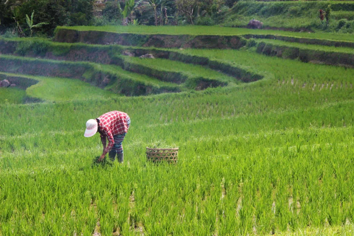 Campo agrícola com plantação e máquina em operação